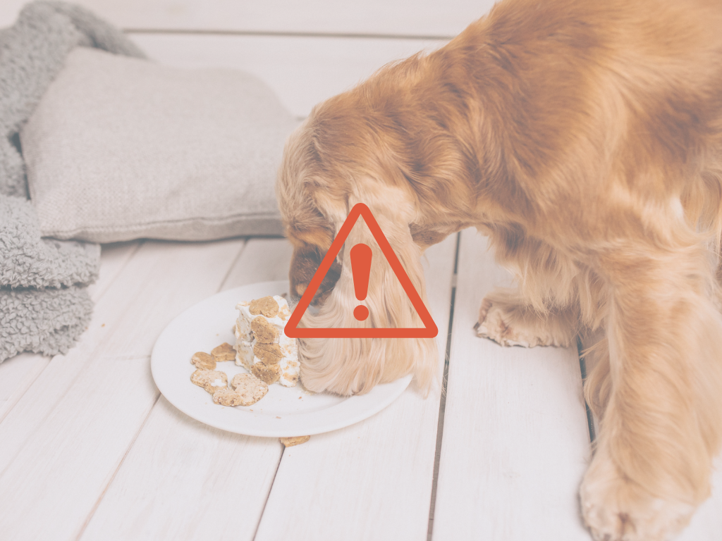 aliments dangereux pour chiens