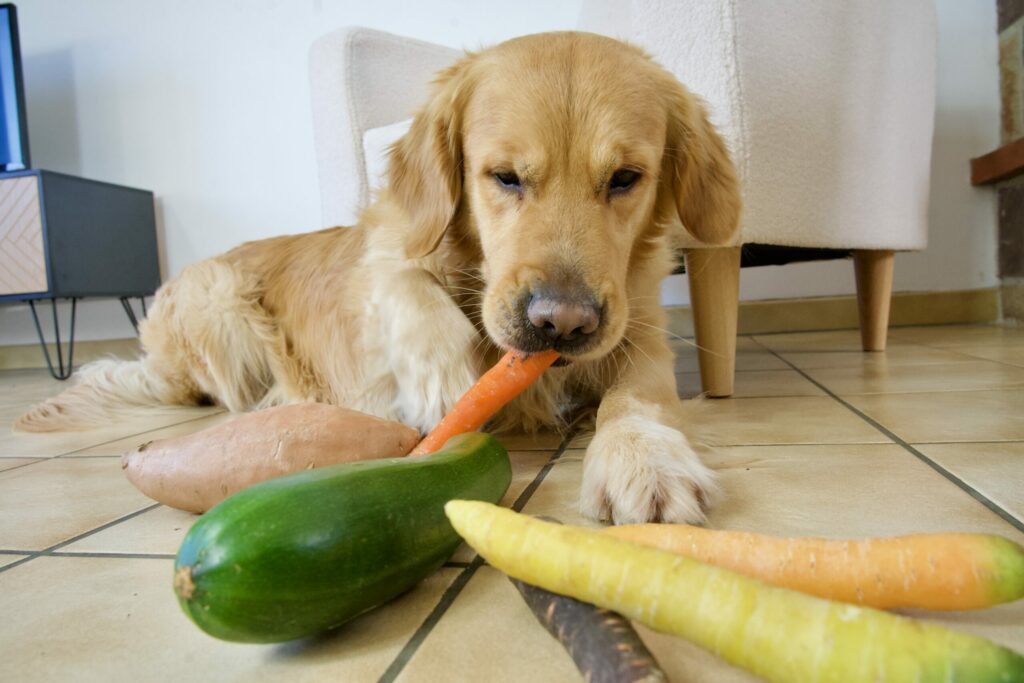 Chien qui mange une carotte