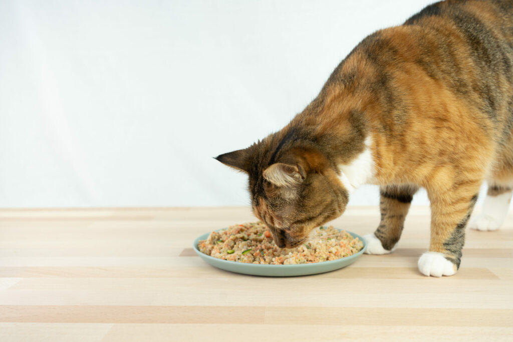 Chat qui mange de la ration ménagère