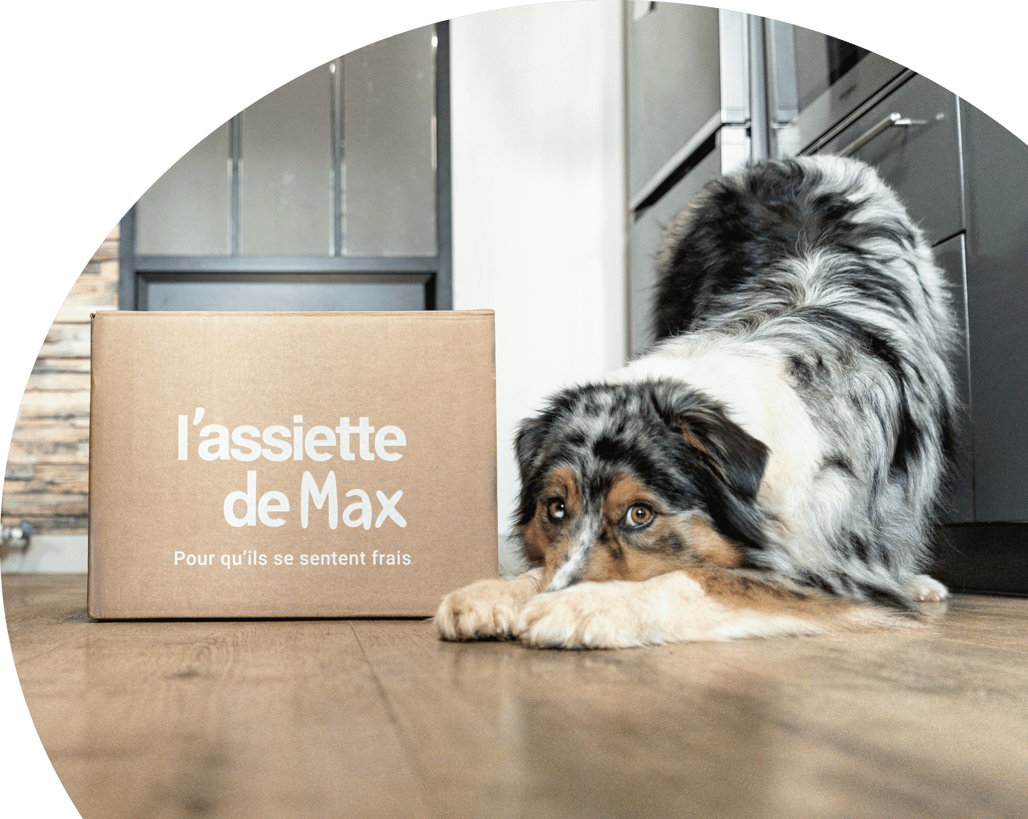 Chien avec carton l'assiette de Max