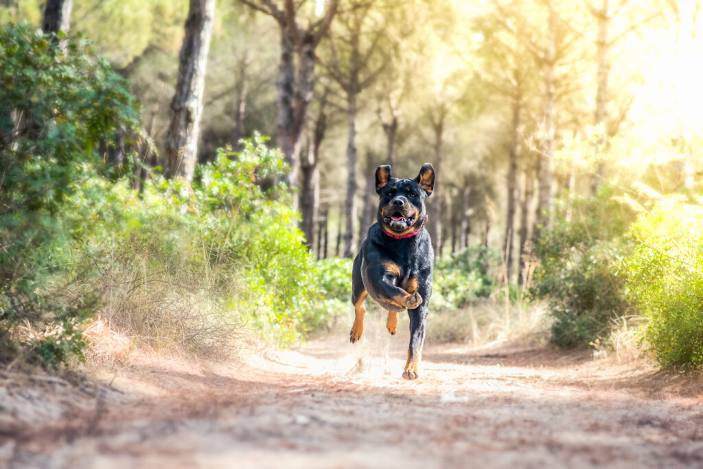 Chien qui court en forêt