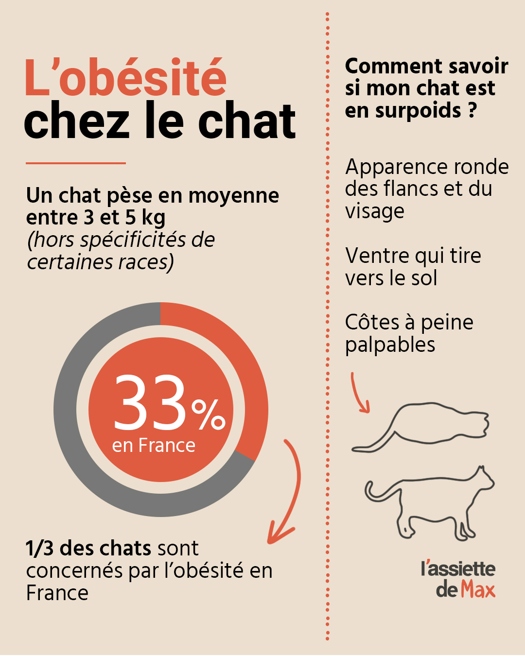 l'obésité chez le chat