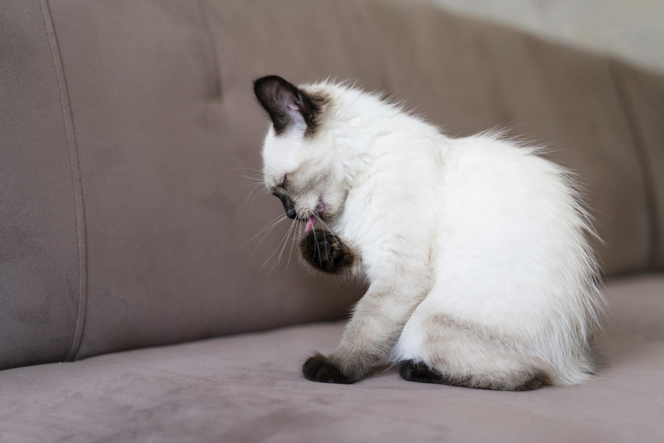 chat qui vomit