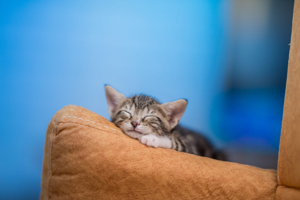 Dépense mentale et physique du chaton