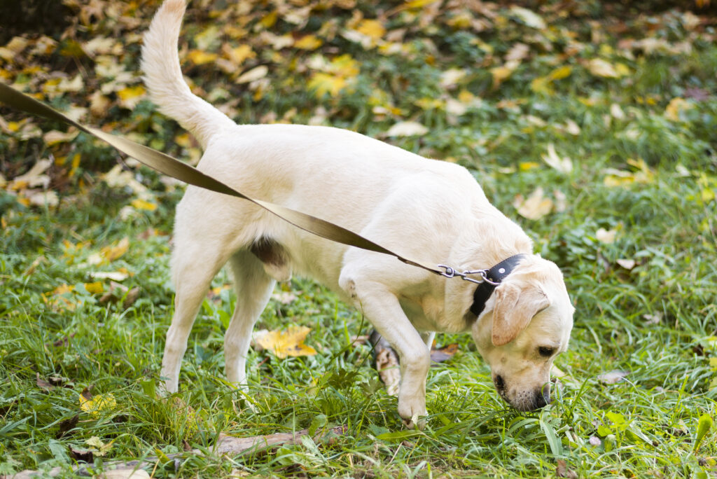 Chien dans l'herbe