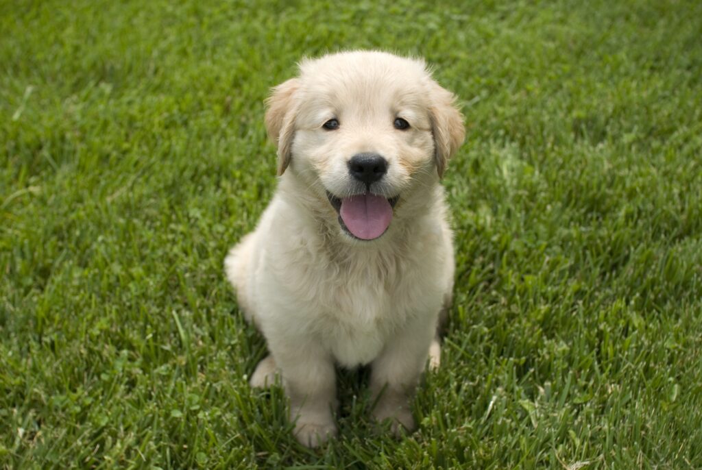 chiot golden retriever