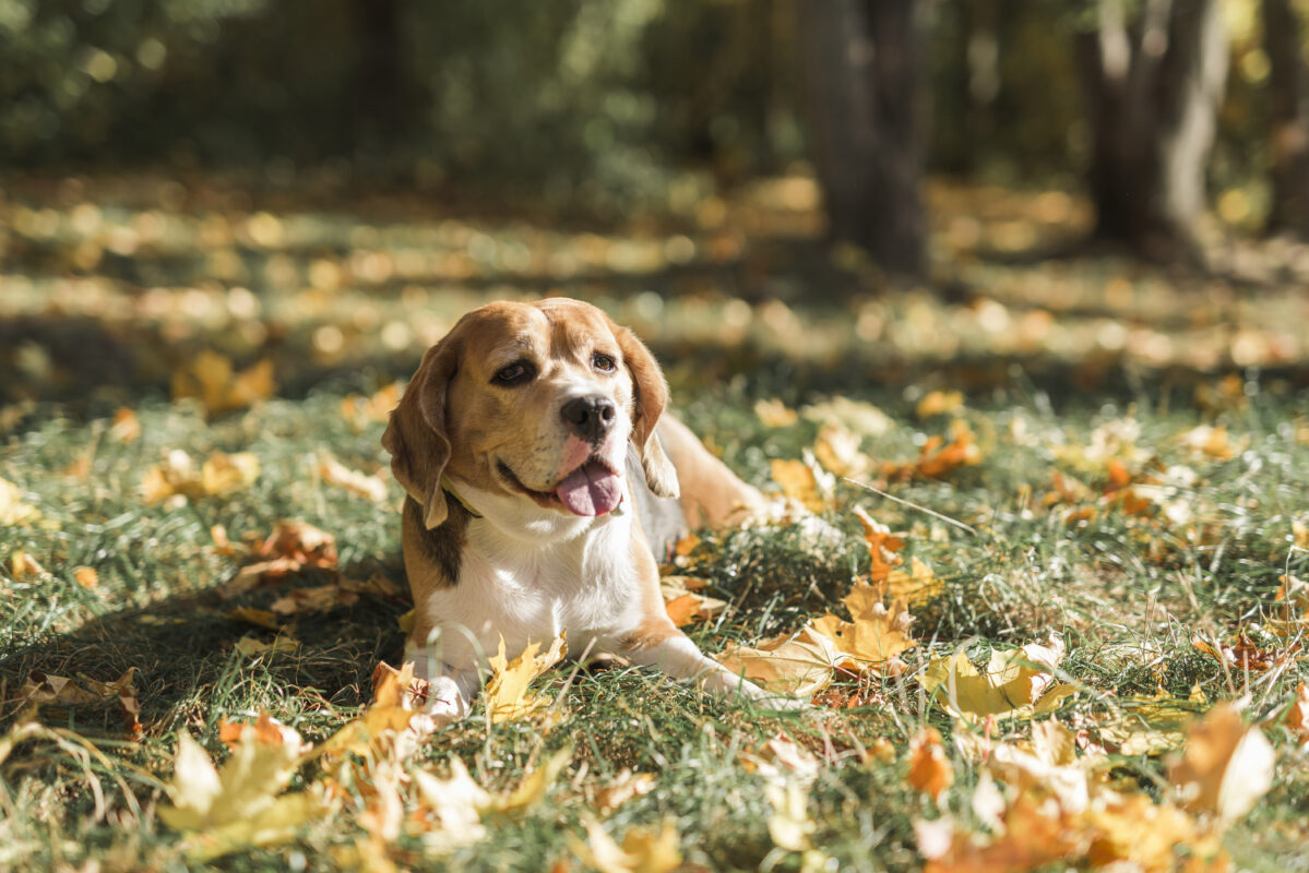 plantes toxiques chien