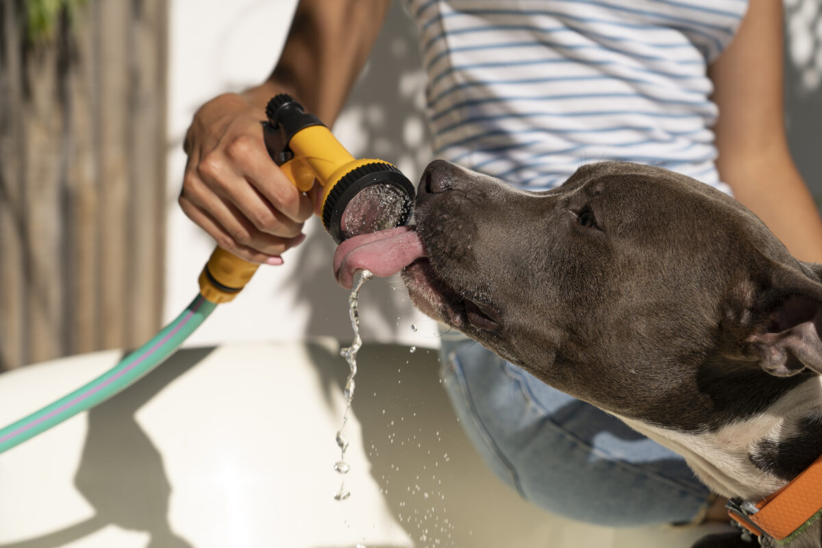 hydrater un chien avec de l'eau