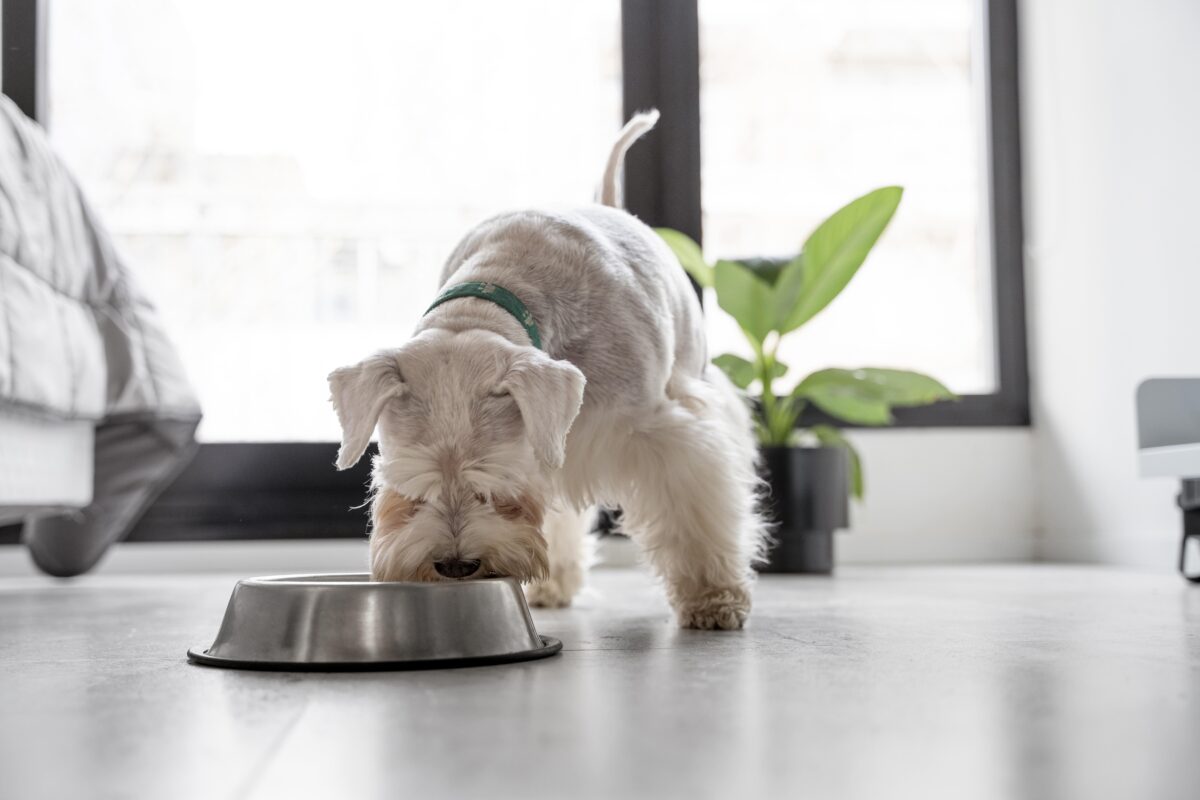 le riz pour chien