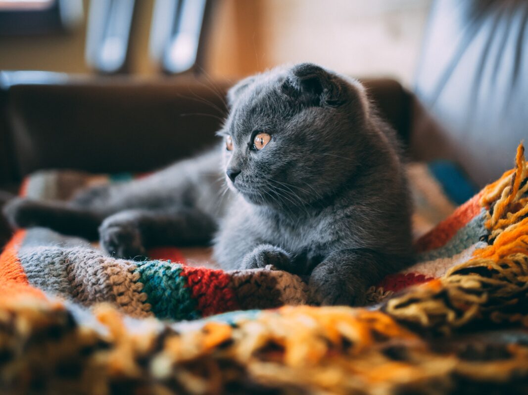 Chat gourmand