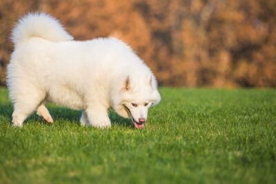 Chien mange de l'herbe