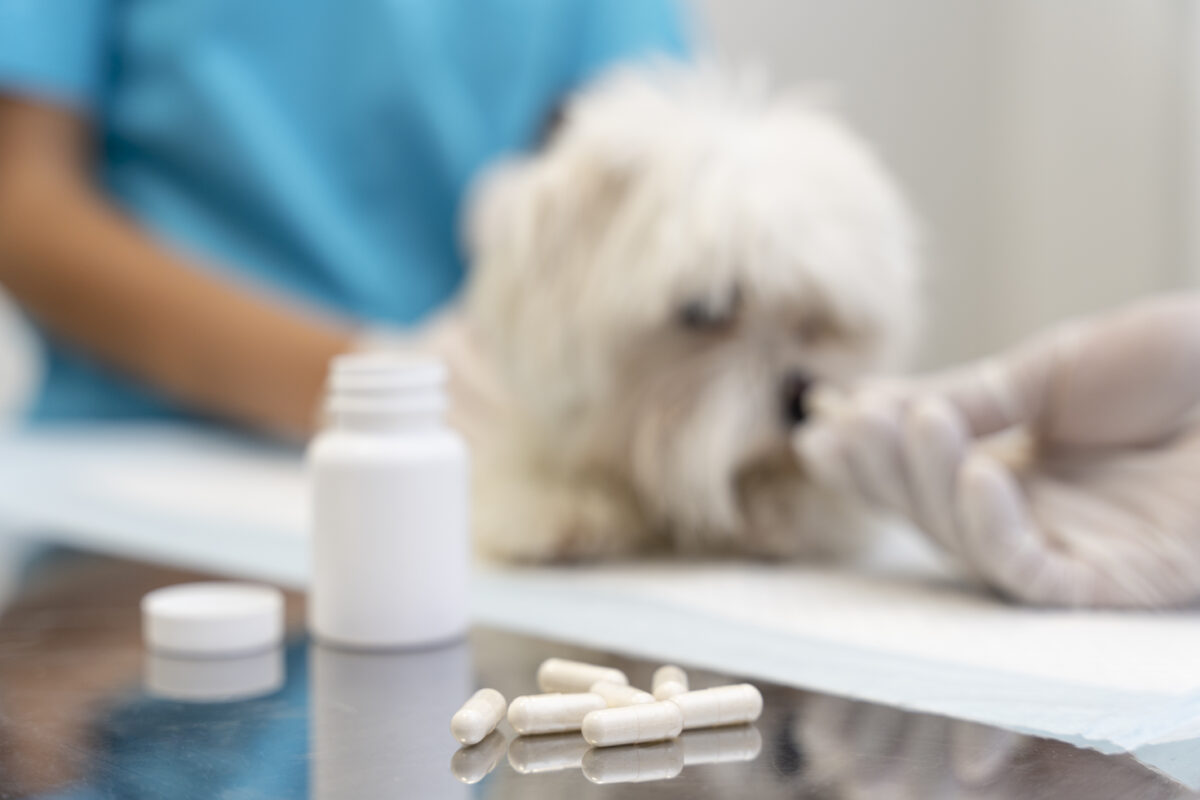 chien qui prend un médicament