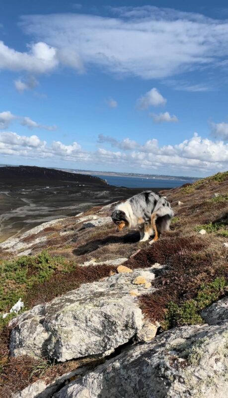 chien qui fait ses besoins