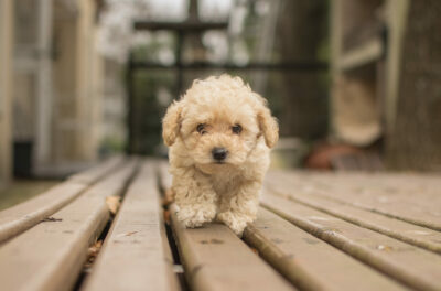 Bichon frisé race