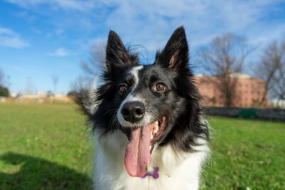 Border Collie noir et blanc