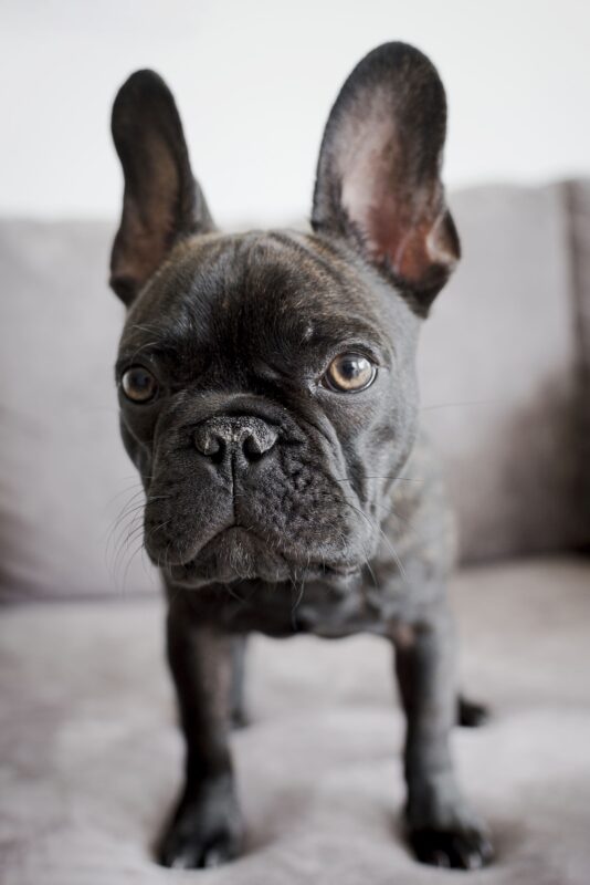 Bouledogue noir