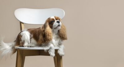 Cavalier King charles sur une chaise