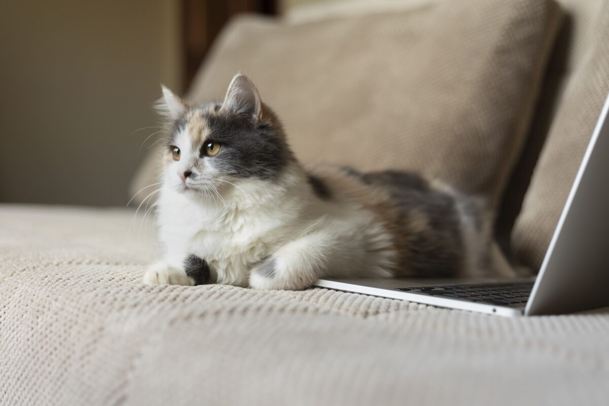 anxiété chat