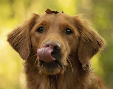 occuper un chien avec de l'alimentation