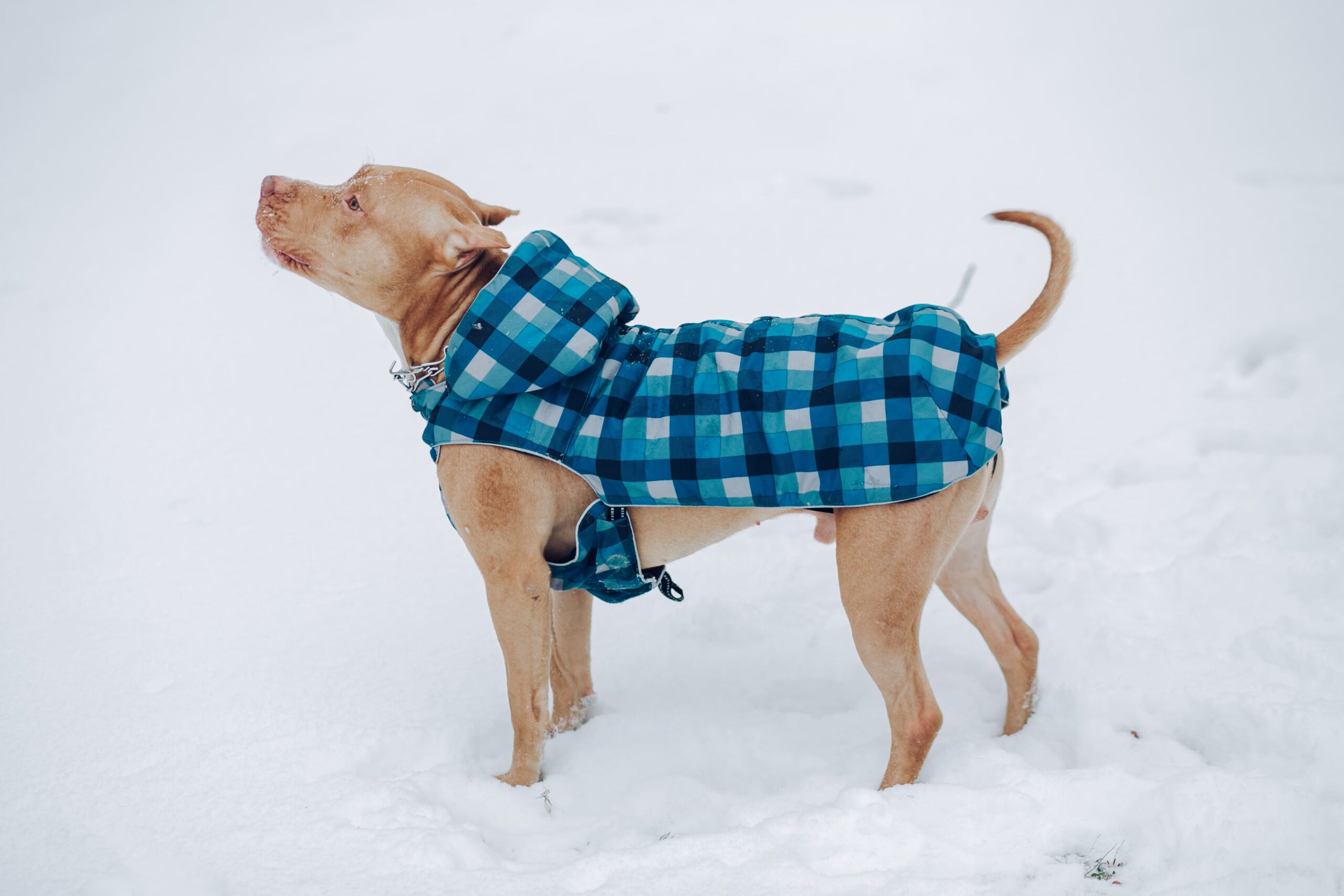 protéger son chien du froid en hiver