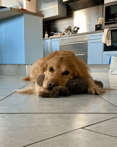 toux du chenil chez le chien