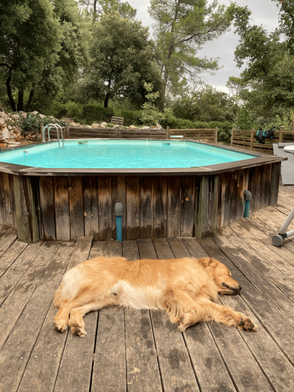 Crise de foie chien