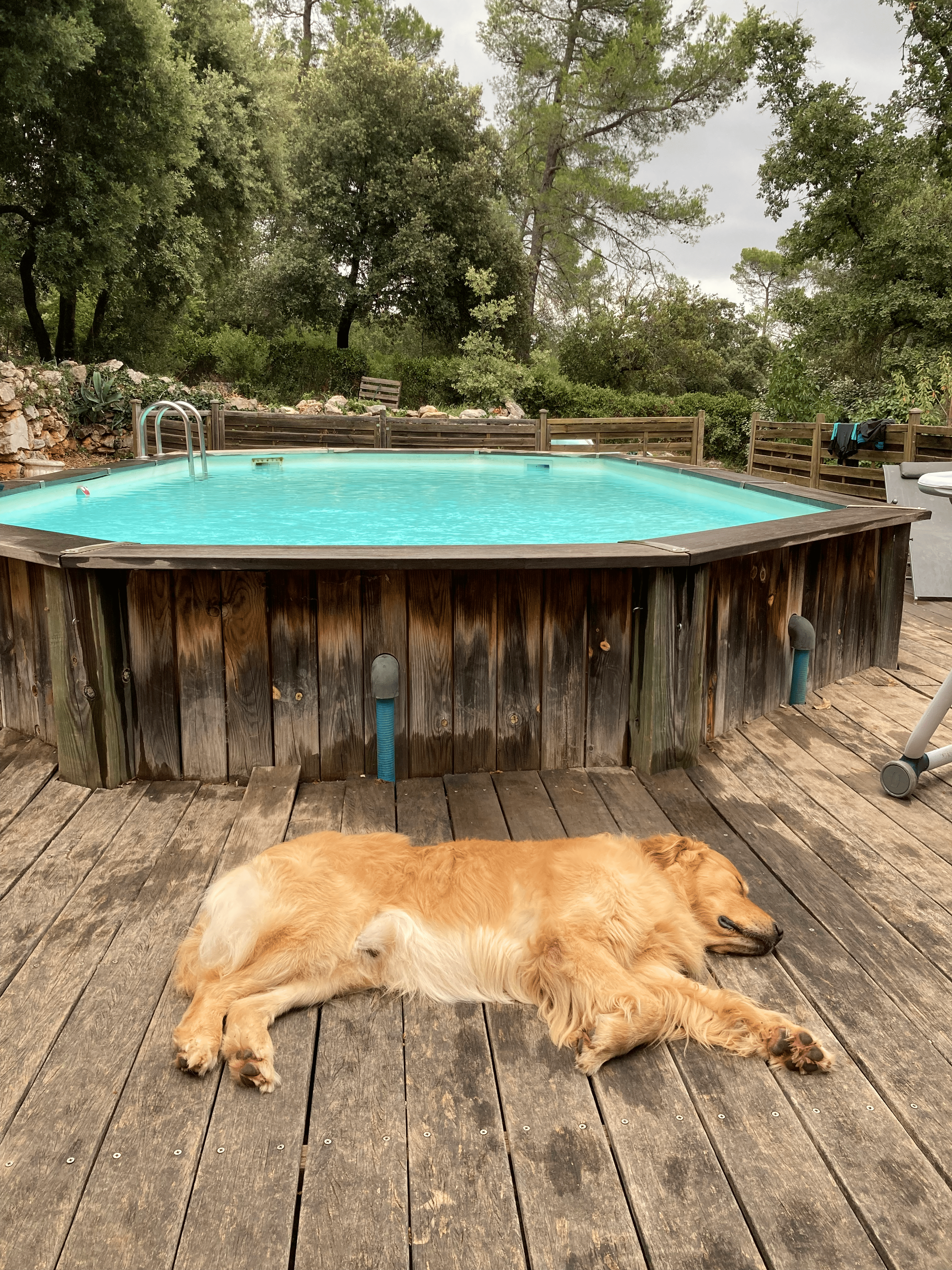 Crise de foie chien