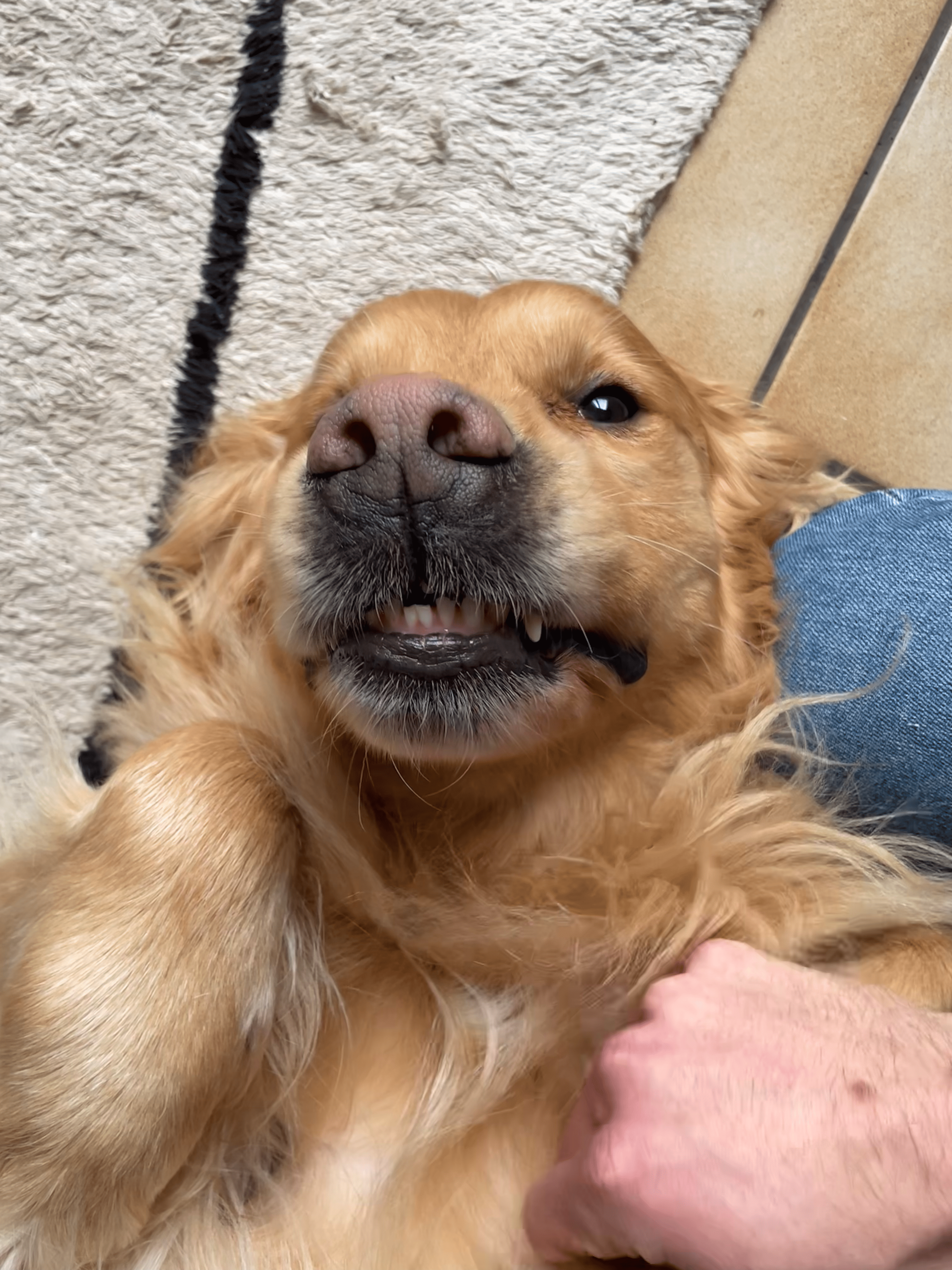 nettoyer dents chien naturellement