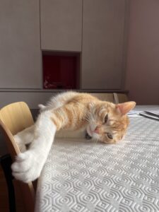 rhume chez le chat