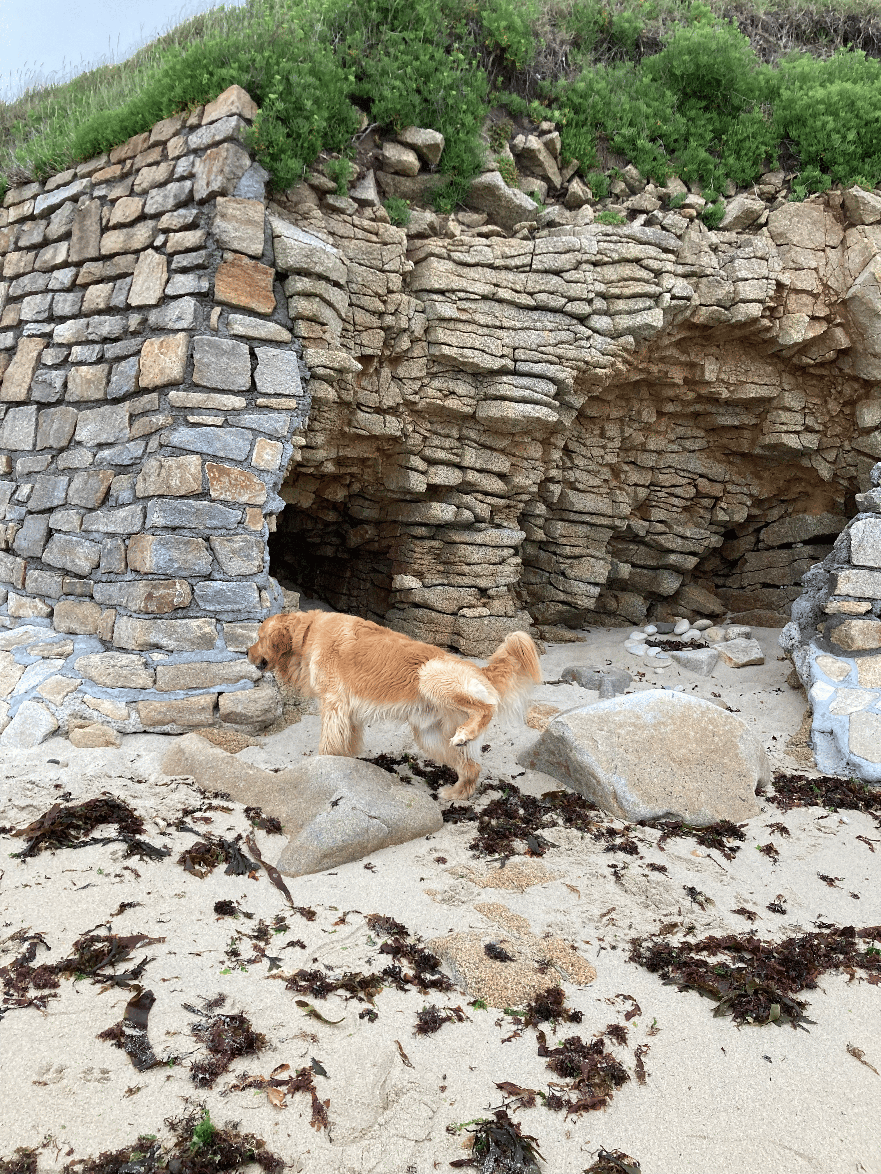 qu'est ce qui attire un chien à faire pipi