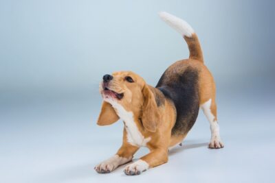 chien qui pète