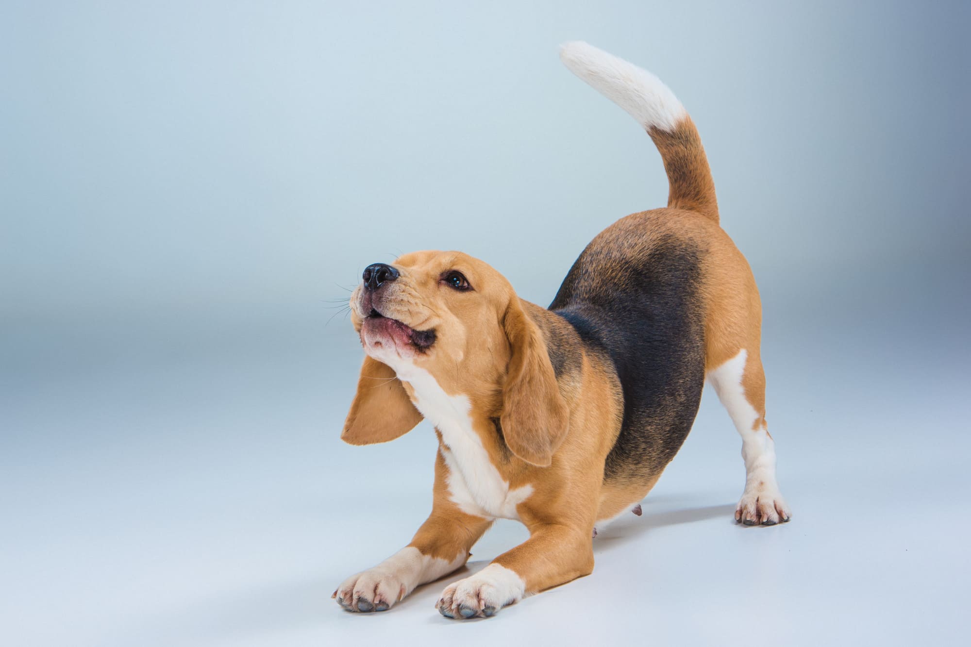 chien qui pète