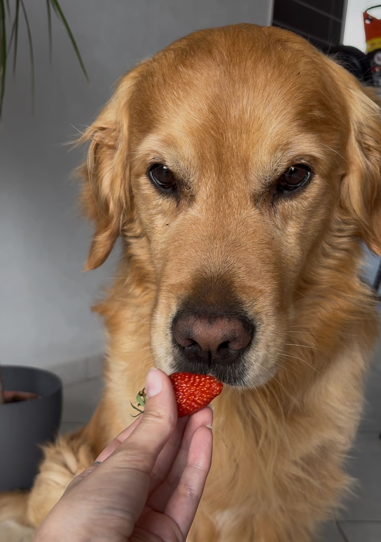 fraises pour chien