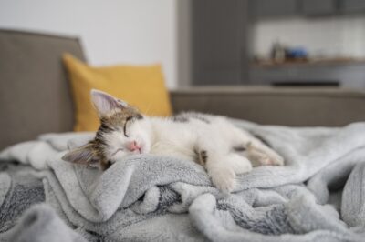 chat qui dort
