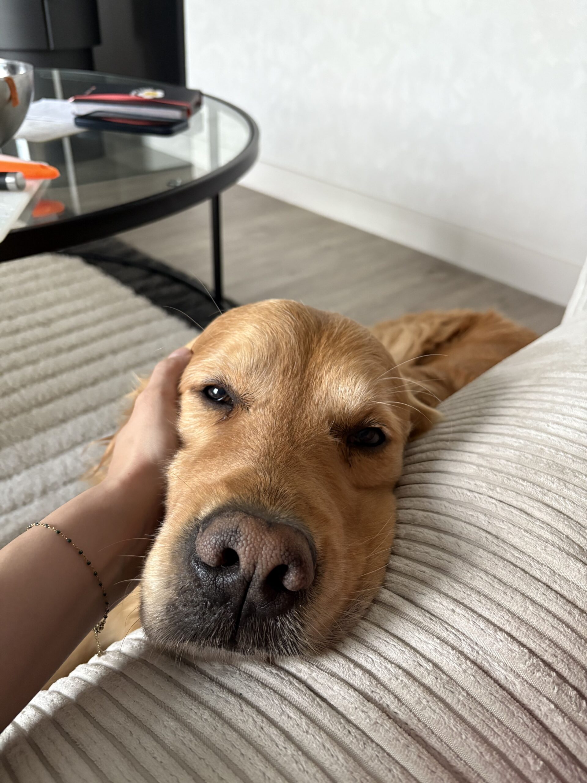 rituel alimentaire chien et chat