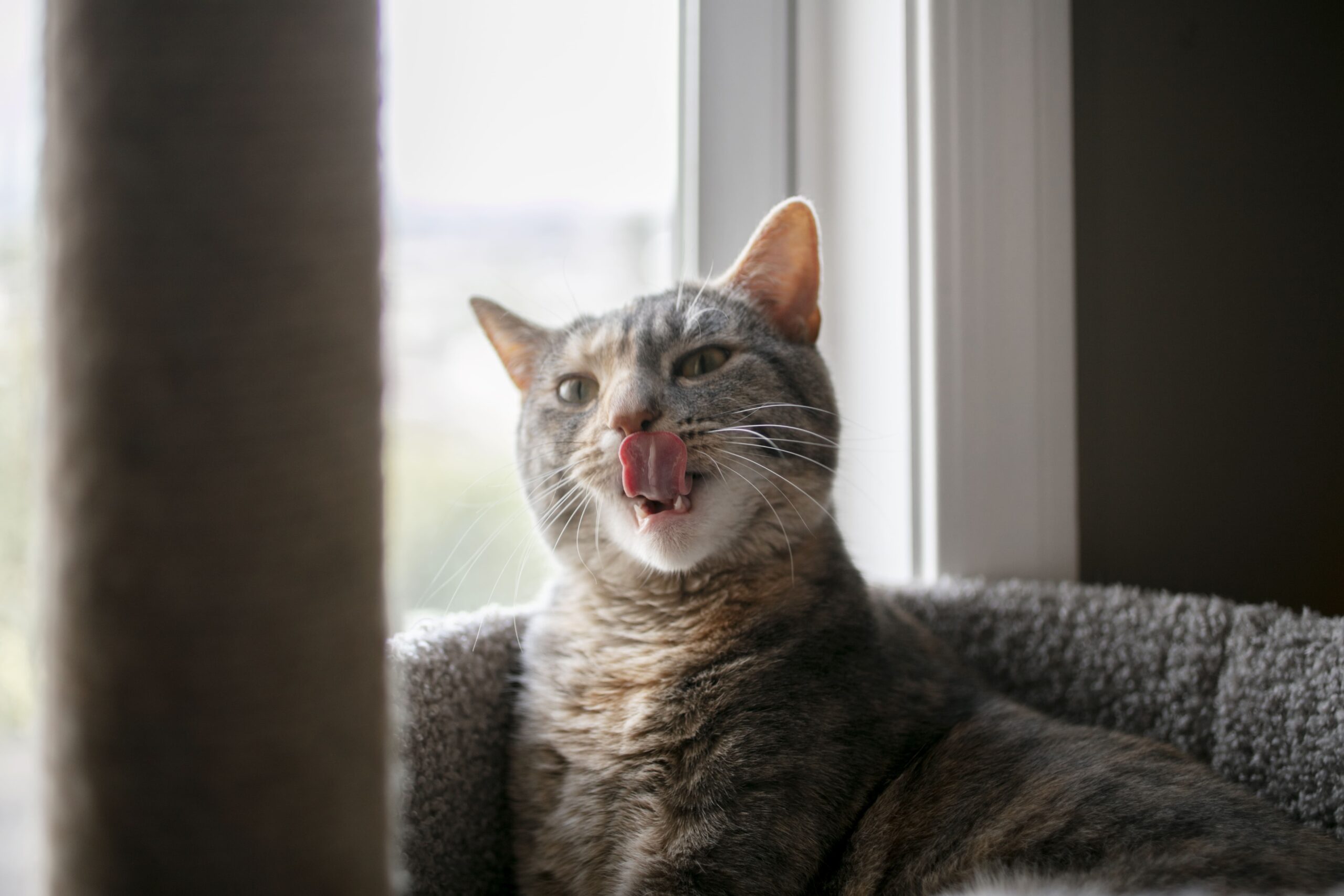 chat lèche