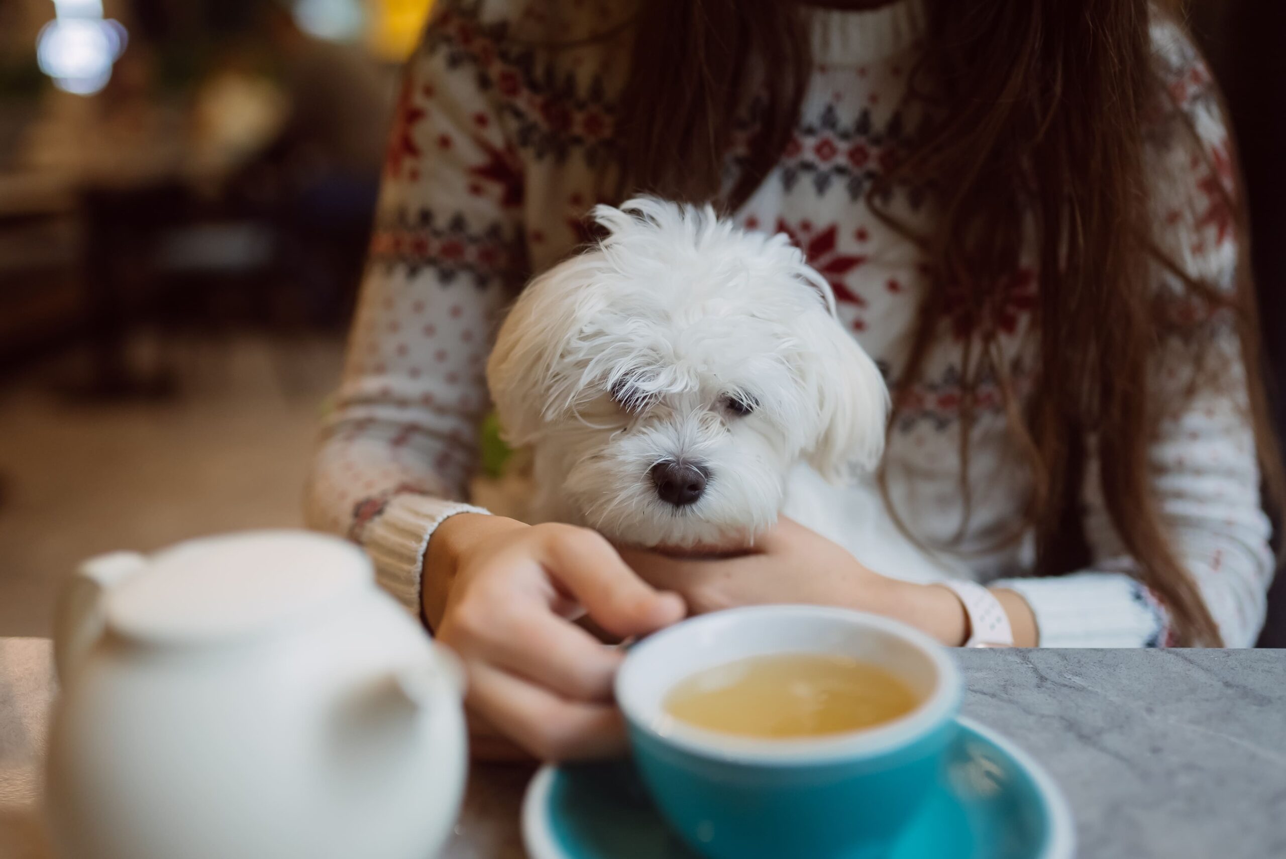chien qui regarde quelqu'un manger