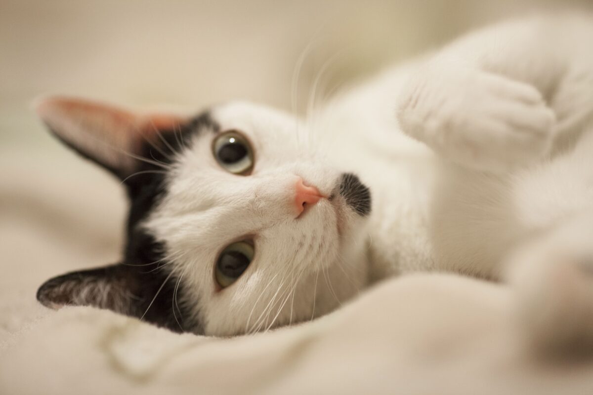 chat blanc allongé
