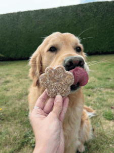 chien glace