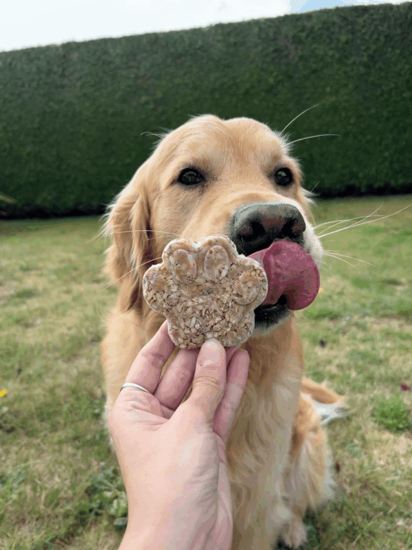 chien glace