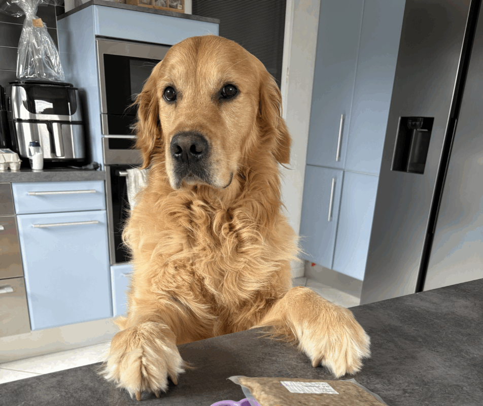 chien qui regarde fixement