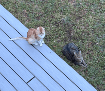 chien et chat surpoids