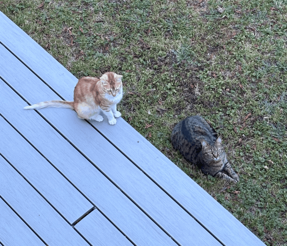 chien et chat surpoids