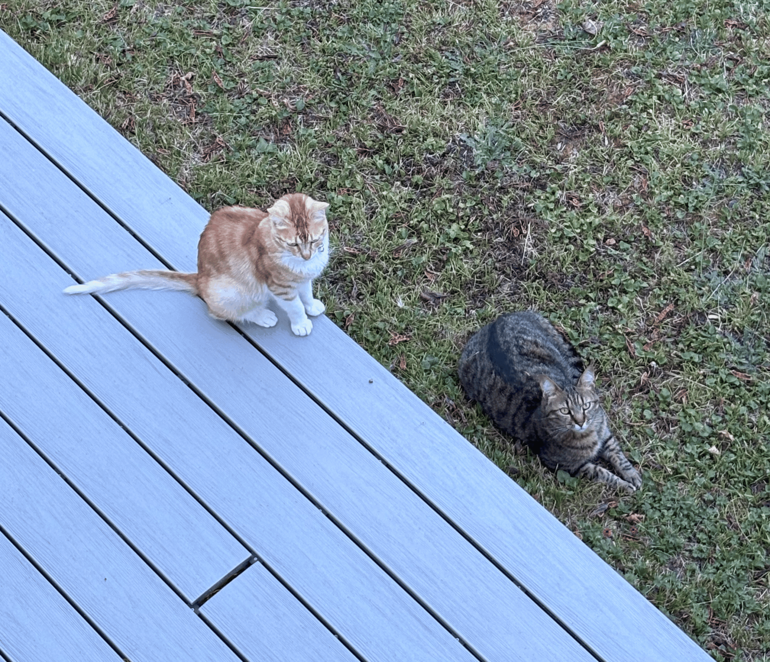 chien et chat surpoids