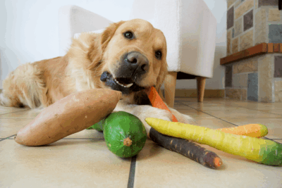chien fibres