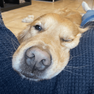 odorat du chien