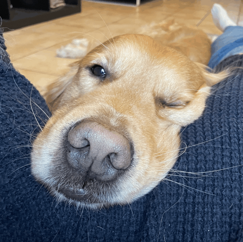 odorat du chien