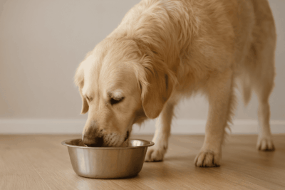 chien qui mange trop vite