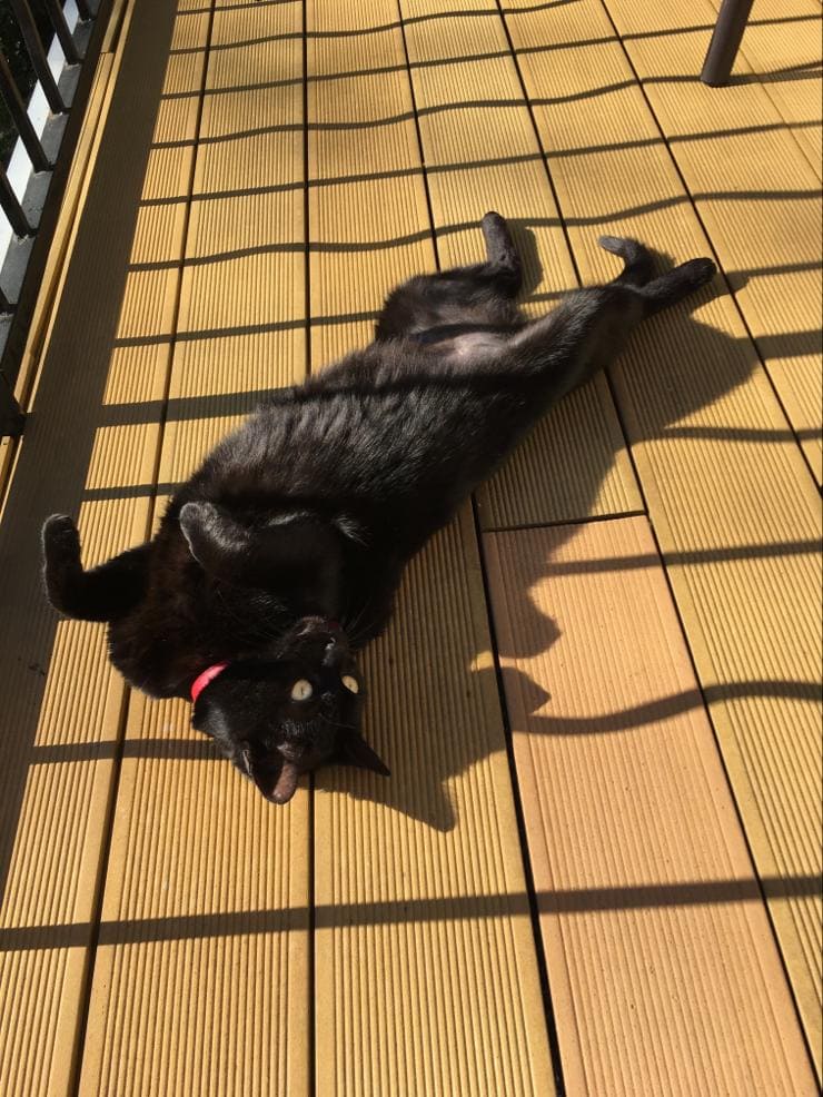 obésité chat et chien