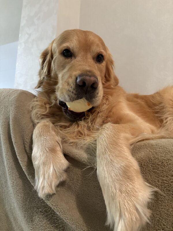 légumes d'hiver pour chien et chat